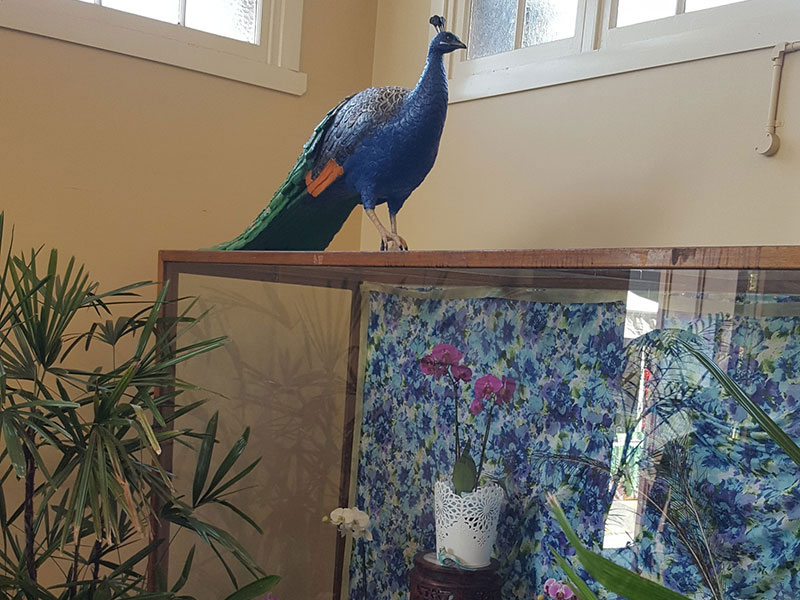 Brisbane EKKA historical showcase