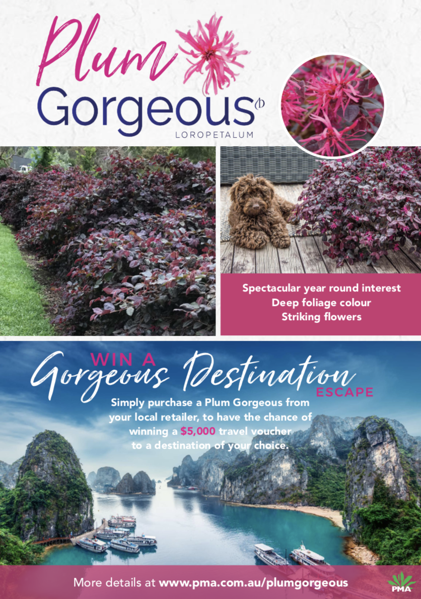 PMA Loropetalum ‘Plum Gorgeous’ – Gorgeous Destination Competition