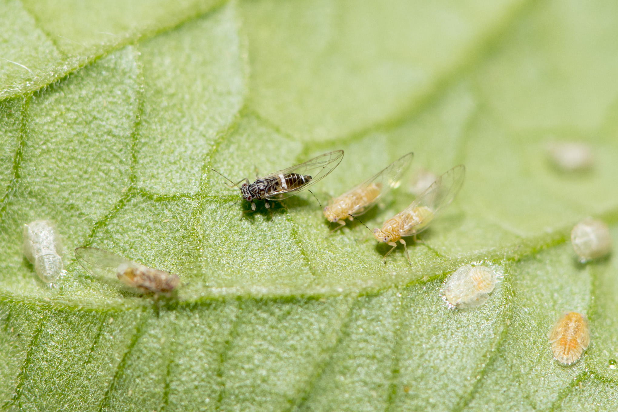 Tomato Potato Psyllid Factsheet