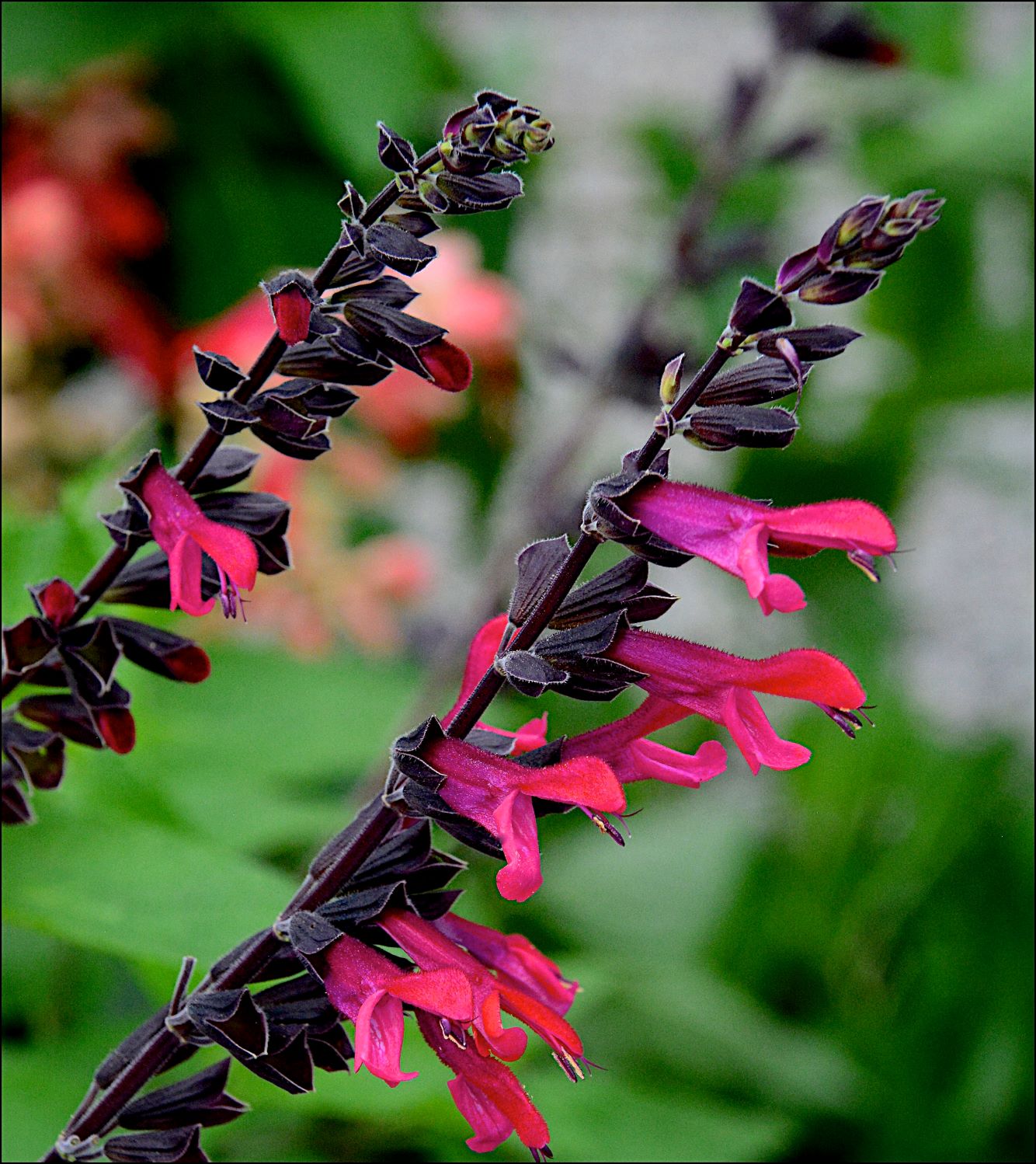 Salvia ‘Amante’ – Australian Perennial Growers