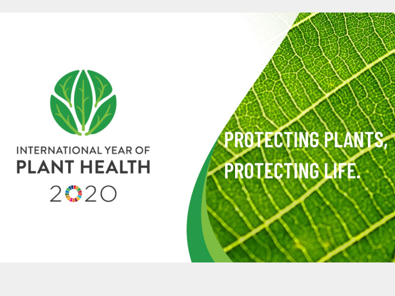 International Year of Plant Health launches in Australia