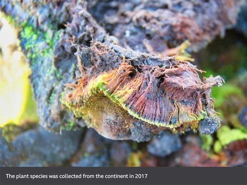 Indian scientists have discovered a new plant species in Antarctica: BBC