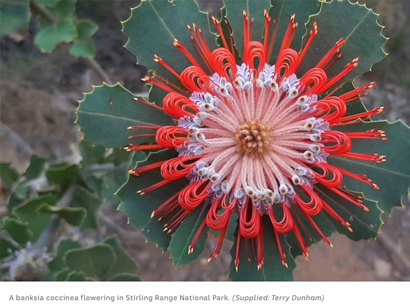 Rains bring early wildflower season to southern WA: ABC