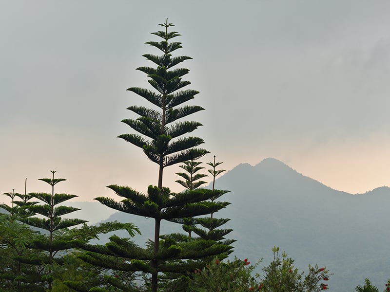 Restoring Norfolk Island