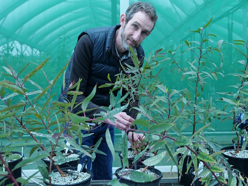 Eucalypt found only in Sydney suburbs confirmed as new species