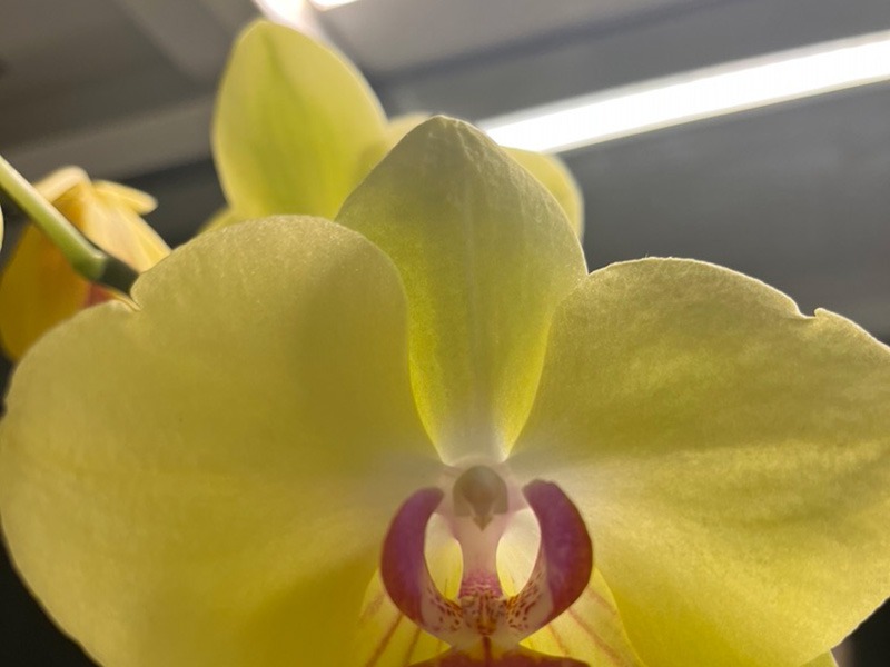 Your first flowering Fail n opsis: but not your last (Potted Phalaenopsis) tips