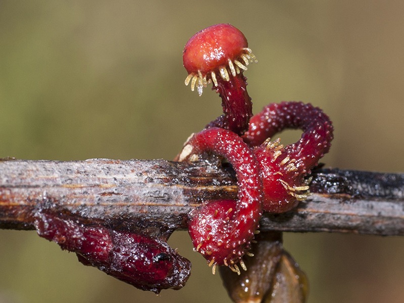 Mistletoe: festive and freaky