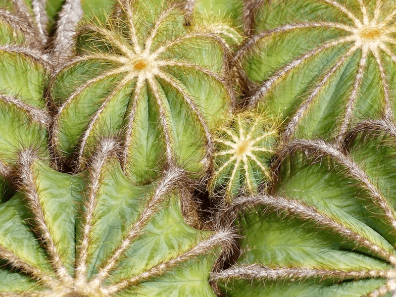 2023 Joy Harland Memorial Photographic Awards