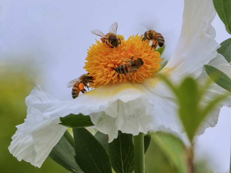 …and the winner of the Joy Harland People’s Choice at Queensland Garden Expo is…