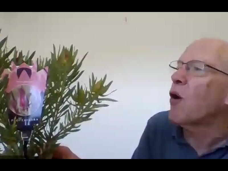 Video: Replay of the Talking Proteas HMAA Webinar