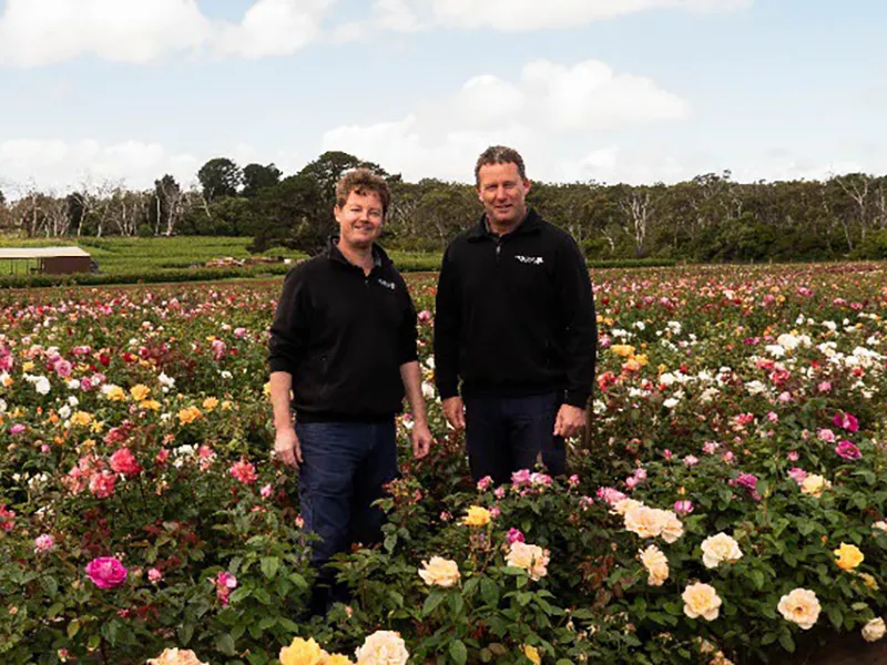 Media Release: A Rose by Any Other Name