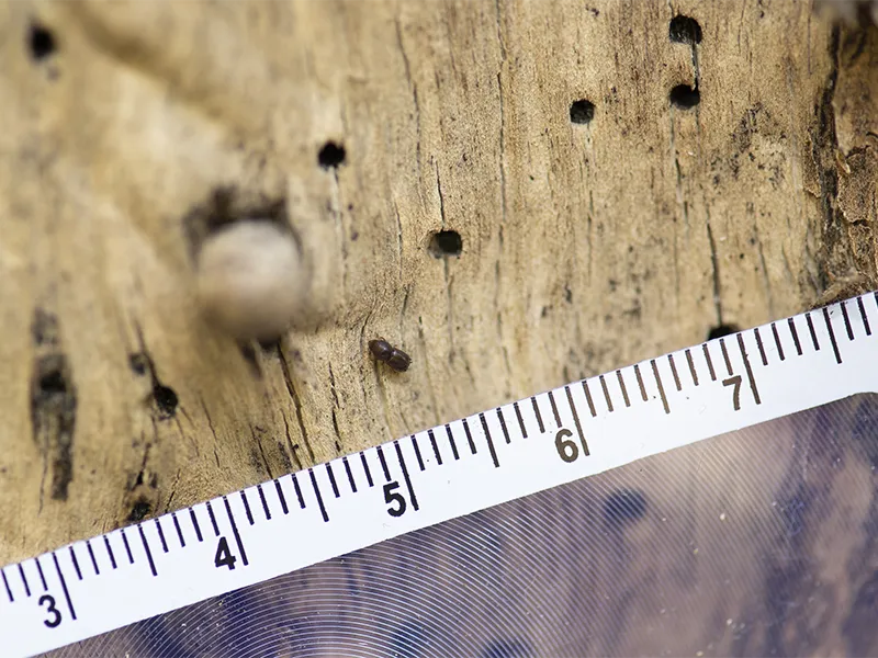 Webinar on invasive pest coming up