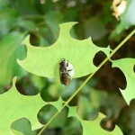 Jodelet / Lépinay, CC BY-SA 2.0 FR <https://creativecommons.org/licenses/by-sa/2.0/fr/dee