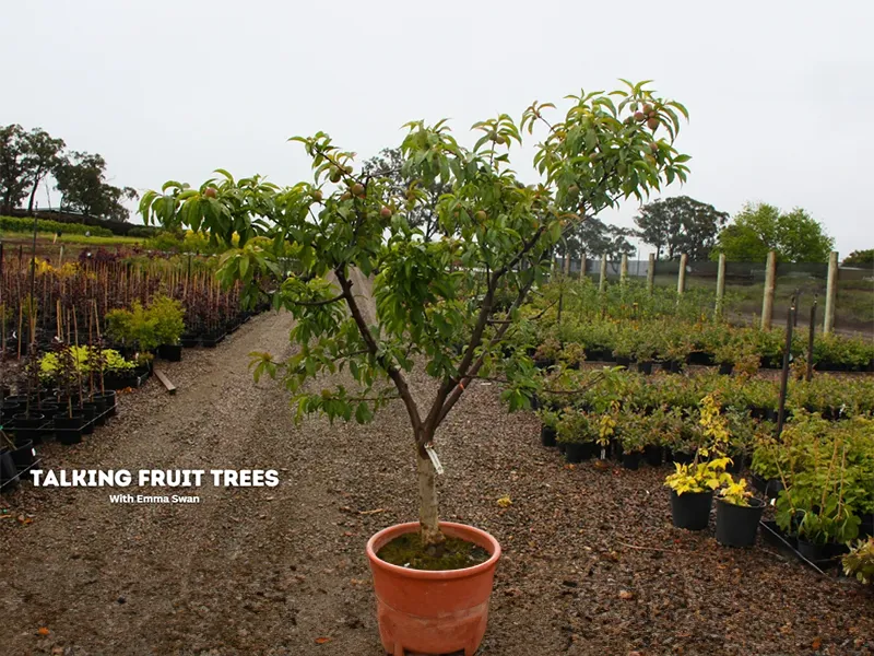 Watch/Rewatch the HMAA Webinar: Talking fruit trees