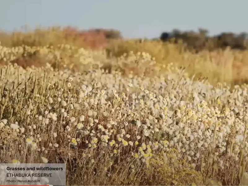 Webinar: Remote sensing technology for mapping invasive buffel grass: Bush Heritage Australia