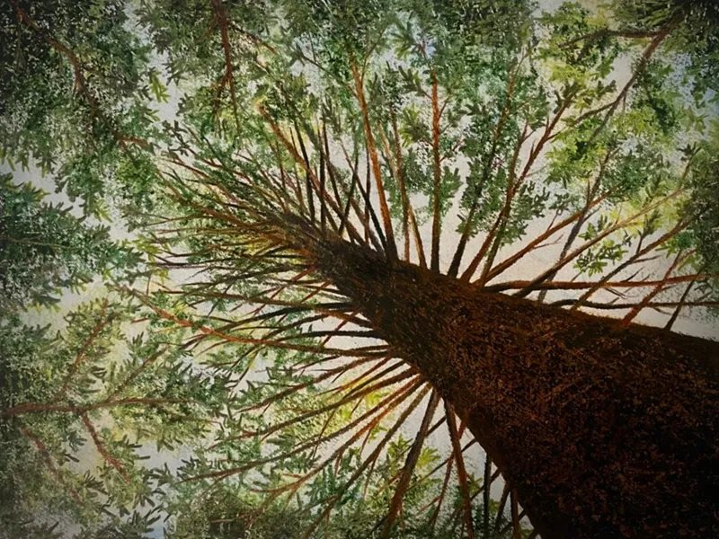 Wonderment of the Monterey Cypress – A Plant Love Story: Pacific Horticulture