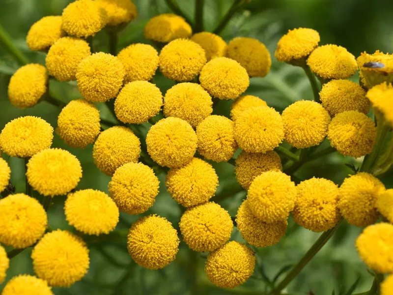 Tokyo Metropolitan Medicinal Botanical Garden, Kodaira, Japan: Atlas Obscura