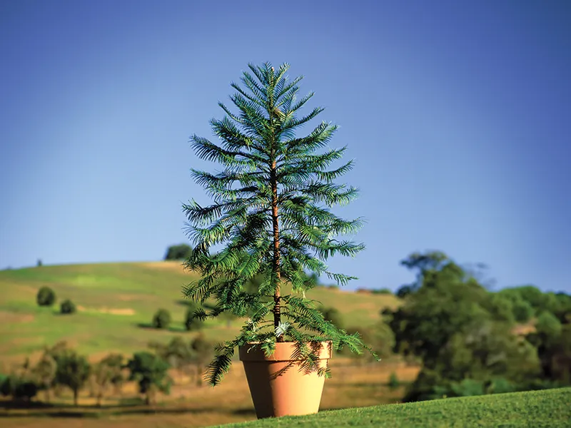 Celebrating 30 Years since the rediscovery of the Wollemi Pine
