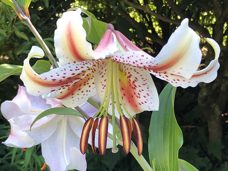 Joy Harland photo awards will run in 2025