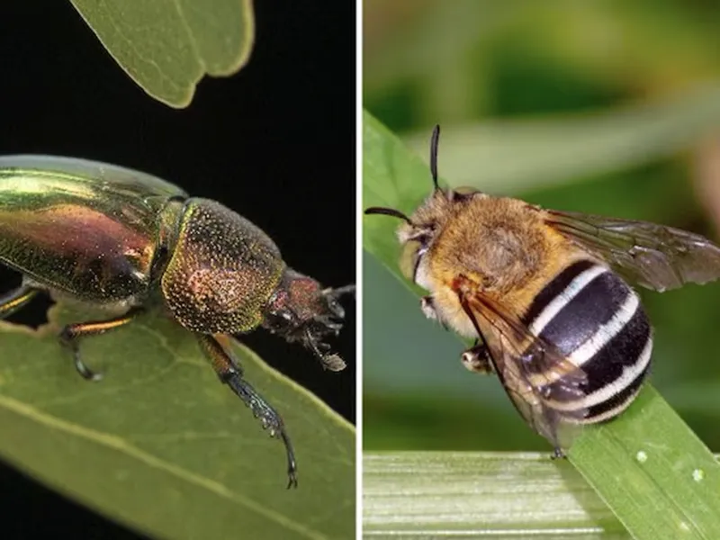 ABC announces first Australian Insect of the Year award via online poll
