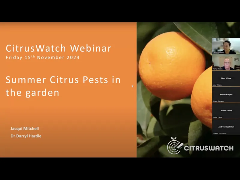 Summer Citrus Pests in our gardens