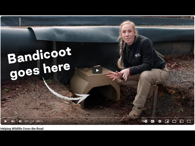 New video alert! ‘Helping Wildlife Cross the Road’