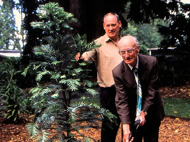 Celebrating Geelong’s wollemi pine