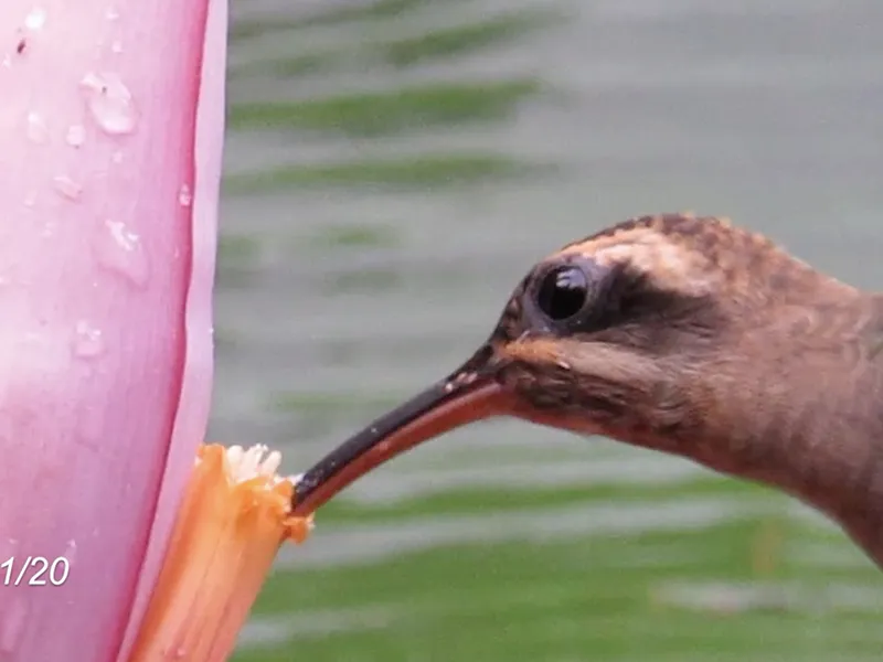 The Hitchhiker’s Guide to the Hummingbird: New York Times