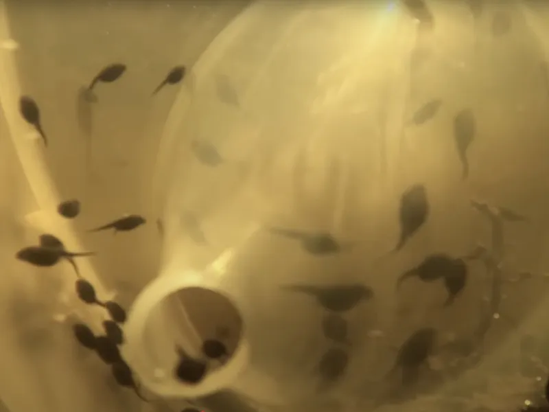 New Cane Toad Traps | Pest and Disease Control | Gardening Australia