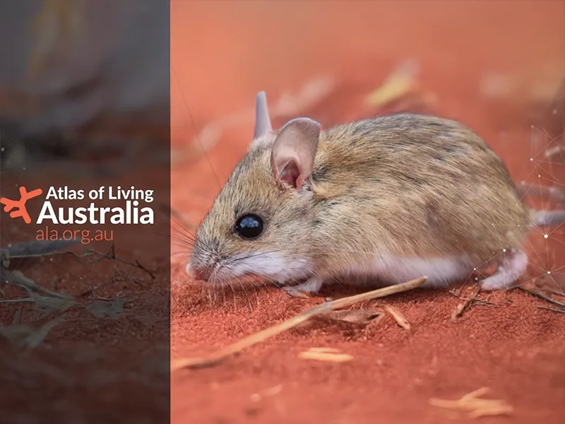 FREE ALA webinar: Harnessing biodiversity data to support Australian industry