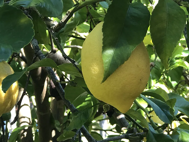 Watch Now: Our free urban citrus webinar