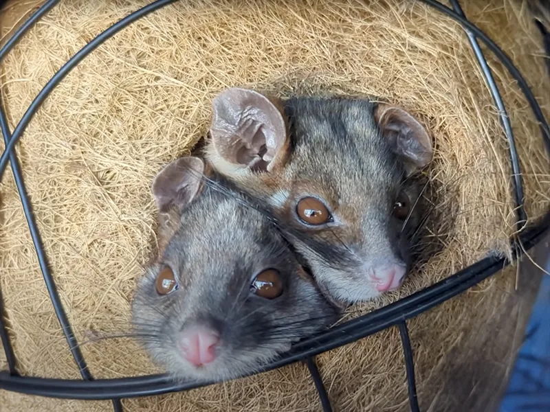 How to Build a Ringtail Possum Drey: Warriors for Wildlife Inc