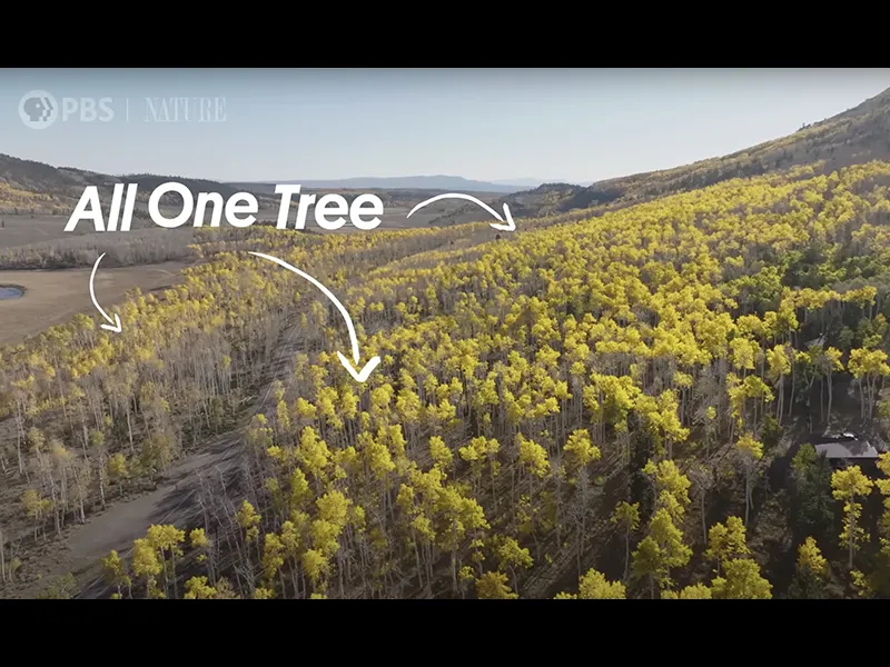 This Is Not a Forest