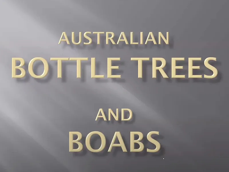 From the Archives: Boabs, bottle trees and other closely related brachychitons