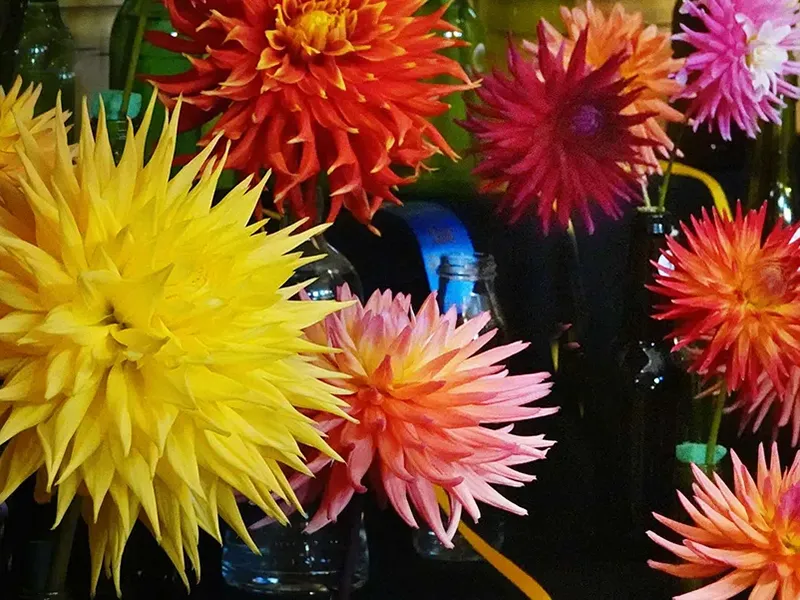 Postcard from Sheffield FlowerFEST, Tasmania