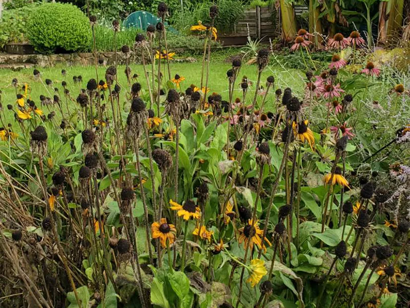 Cyclone Alfred report from Lismore