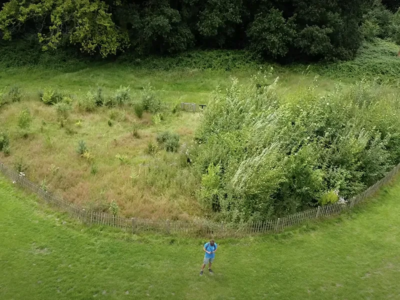 Japan’s Tiny Forests are Thriving in Britain – here’s why