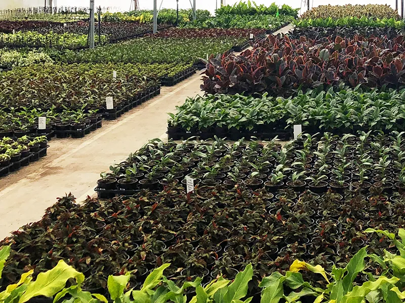 Getting ready for TC Alfred