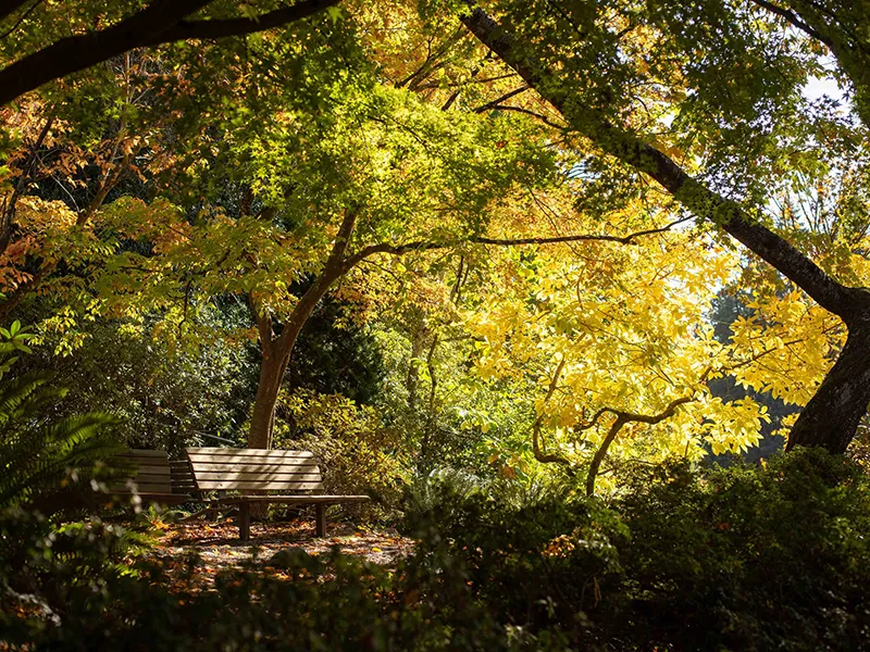 Crystal Springs Rhododendron Garden