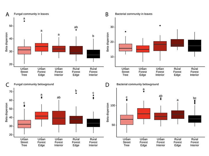 This image has an empty alt attribute; its file name is Dysbiosis-in-the-urban-tree-microbiome.webp