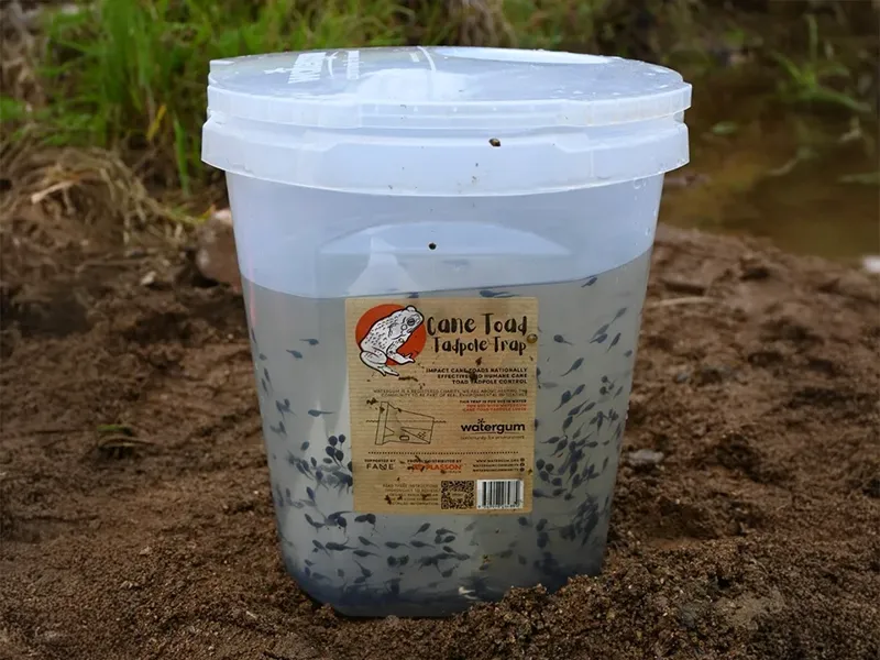 Review: Cane Toad Tadpole Traps by Watergum