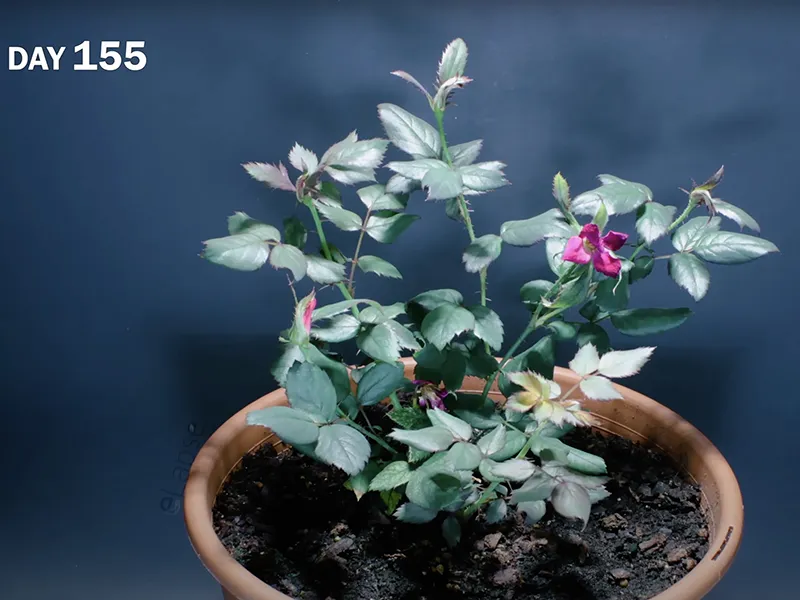 Amazing 10 Years of Plant Growing Time-lapse Compilation