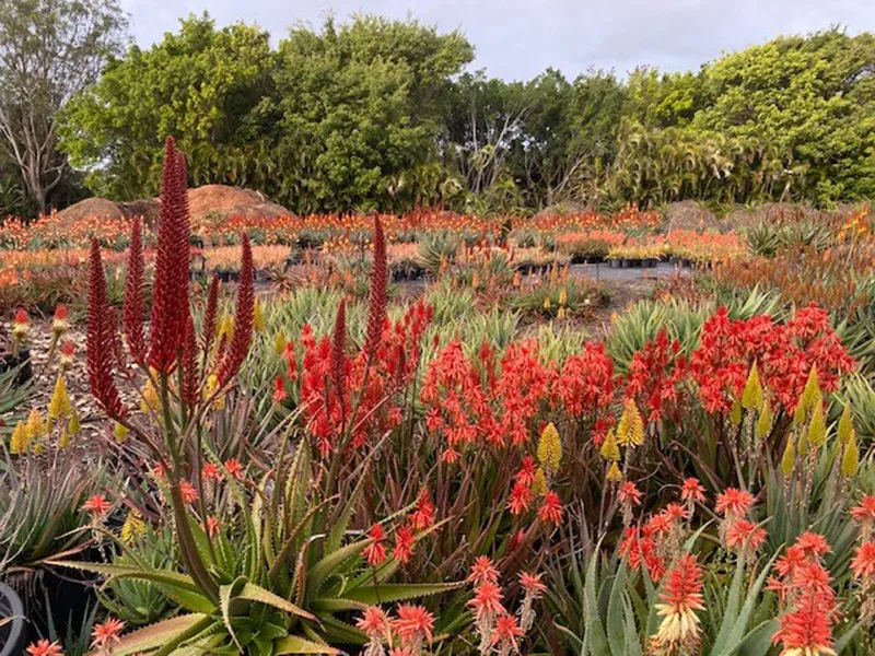 Aloe Aloe Winter flowering Spectacular – Nursery visit June 14th