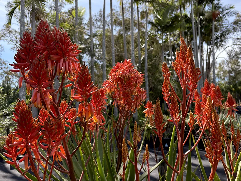Aloe Tour Report