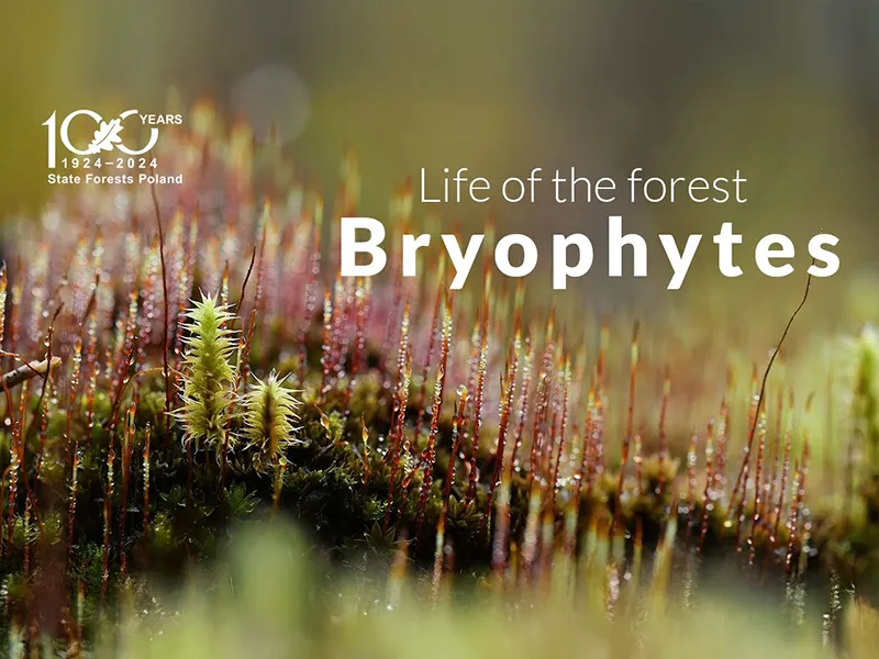 The life of the forest. Bryophytes