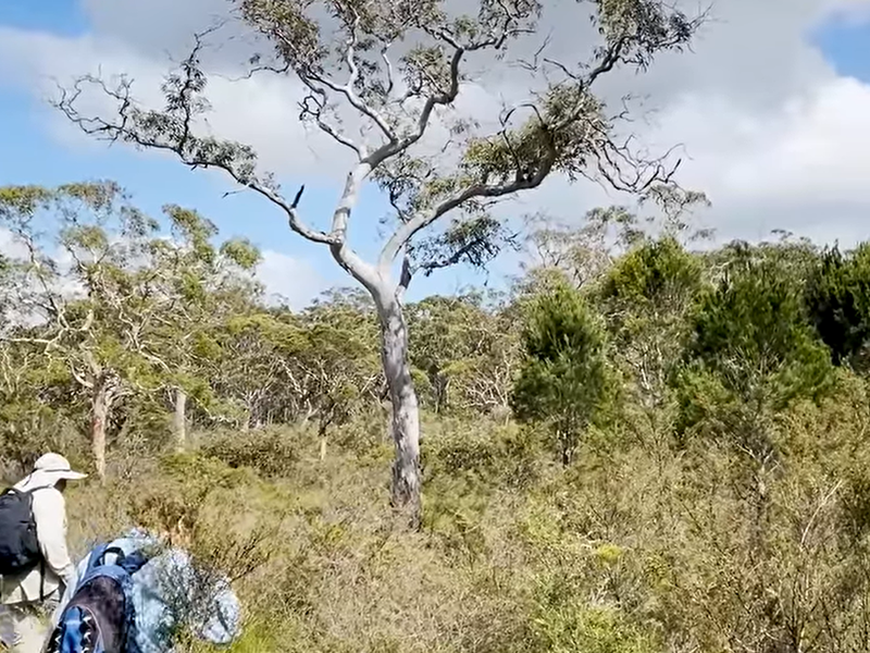 Lost for 86 years, rare Australian plant makes stunning return: YourLifeChoices