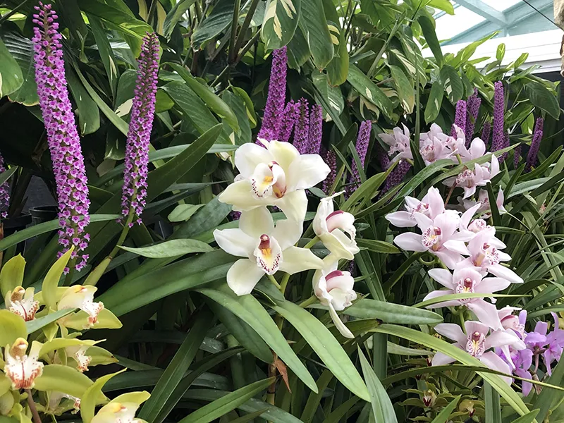 Understanding orchid viruses