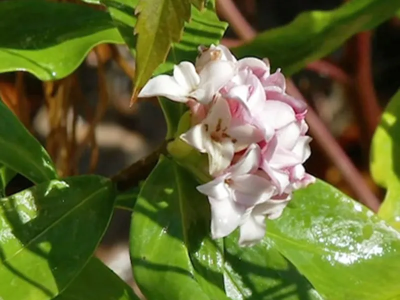 Gardening talkback: Diseased daphnes