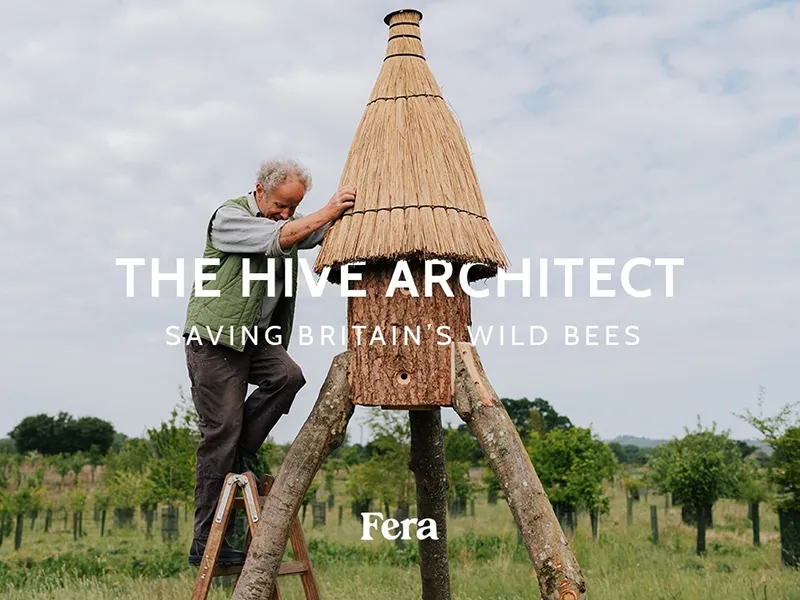 The Hive Architect | Saving Britain’s Wild Bees