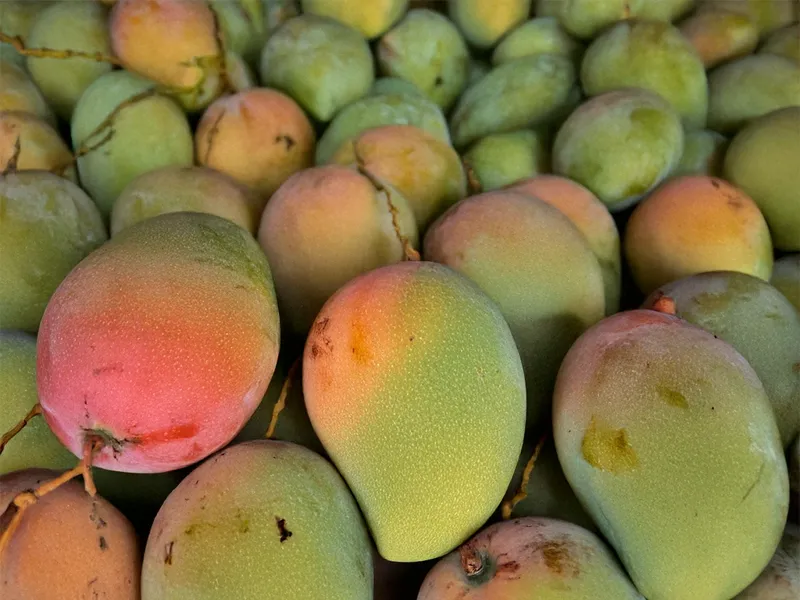 From orchard to fridge: Helping mangoes stay sweet for longer